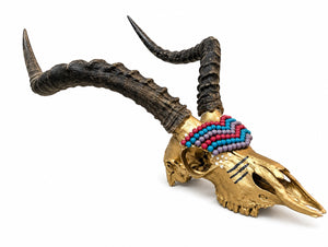 Genuine Impala Skulls