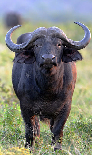 Cape Buffalo Horn Tip Large