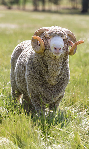 Merino Ram Horn Tips