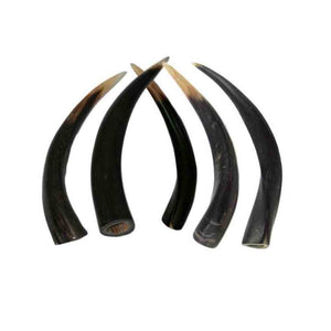 Kudu Whole Horn - Jantz Supply