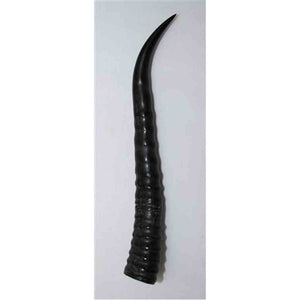 Female Springbok Horns & Scales - Jantz Supply