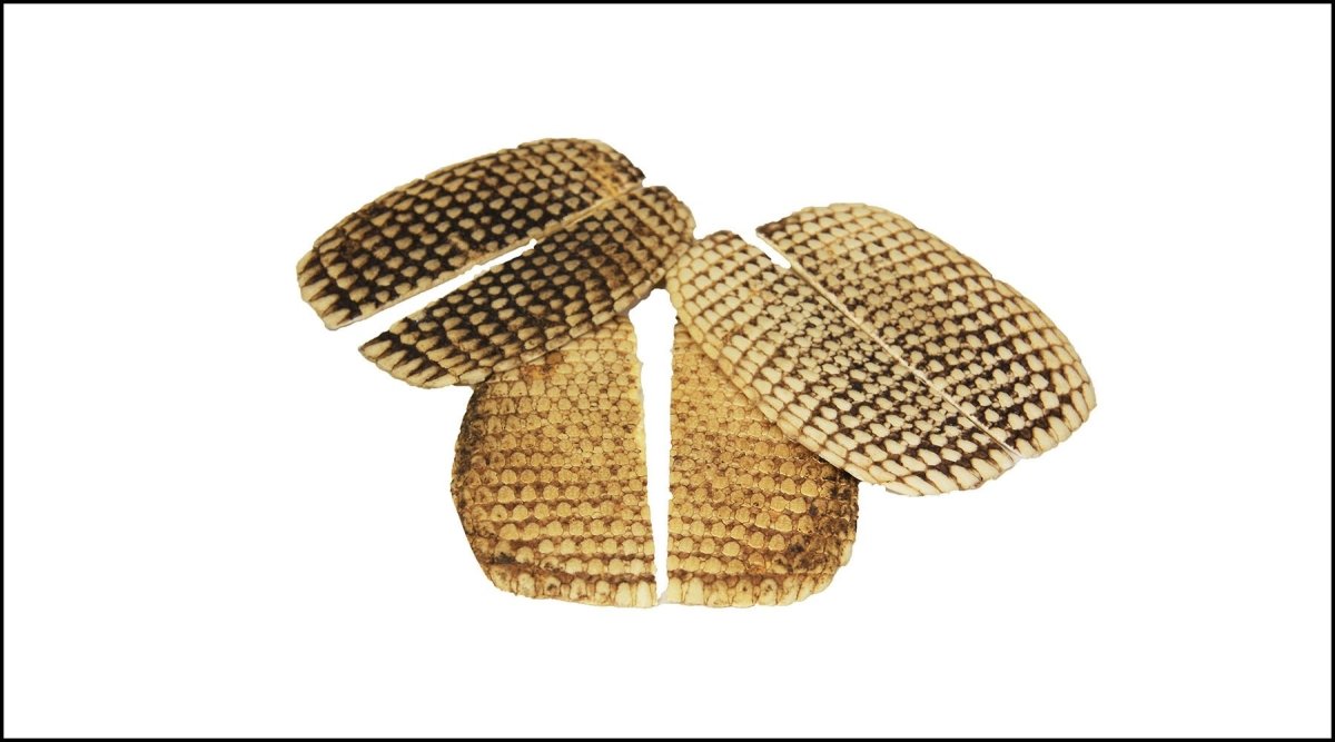 Armadillo Scales