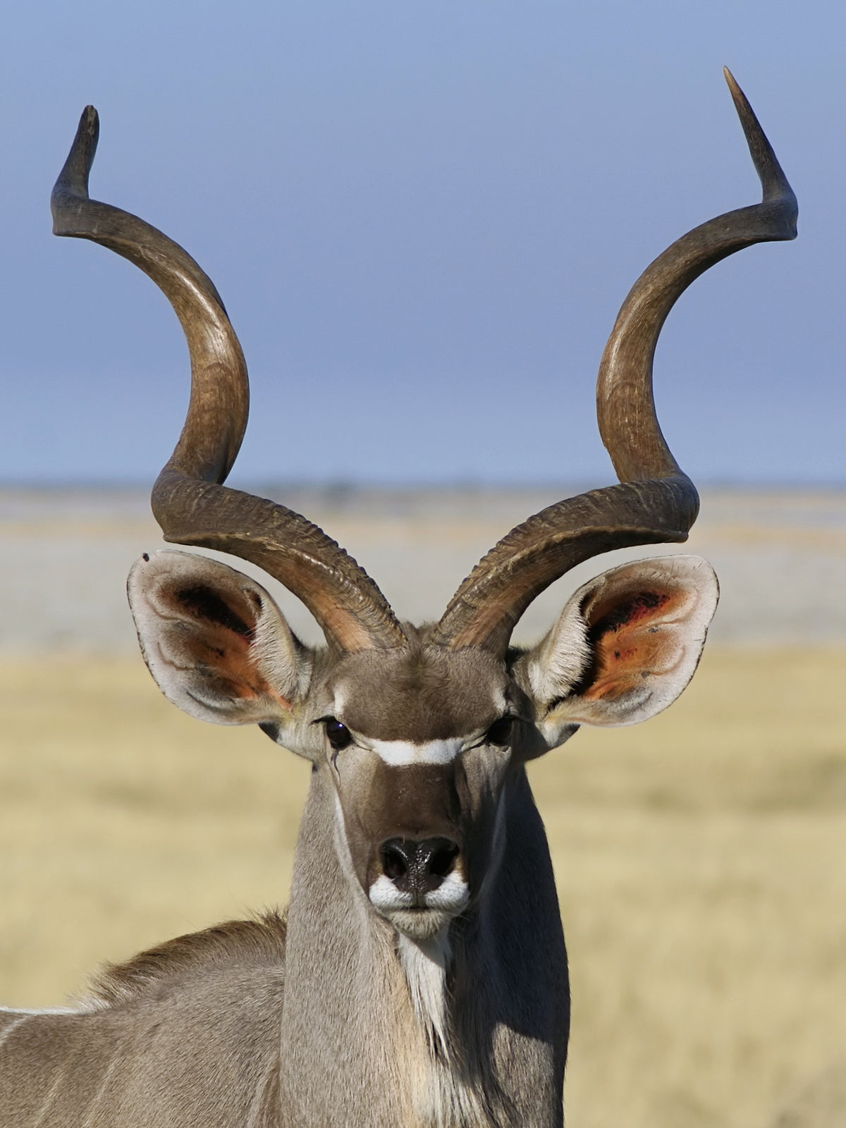 Kudu Horn (whole)