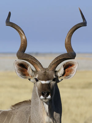 Kudu Horn Tip