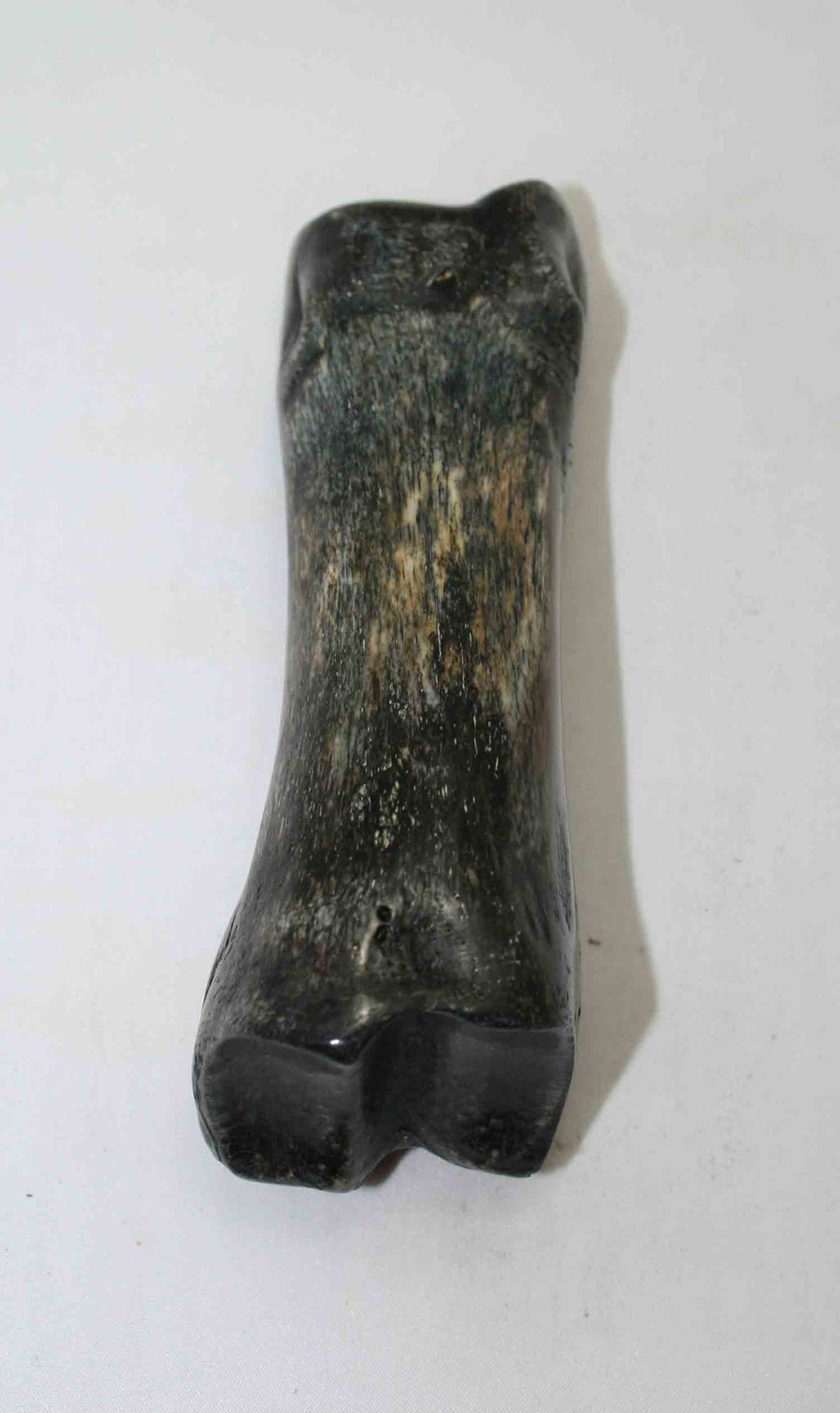 NB617JS1 Carpal Bone - Giraffe (large)