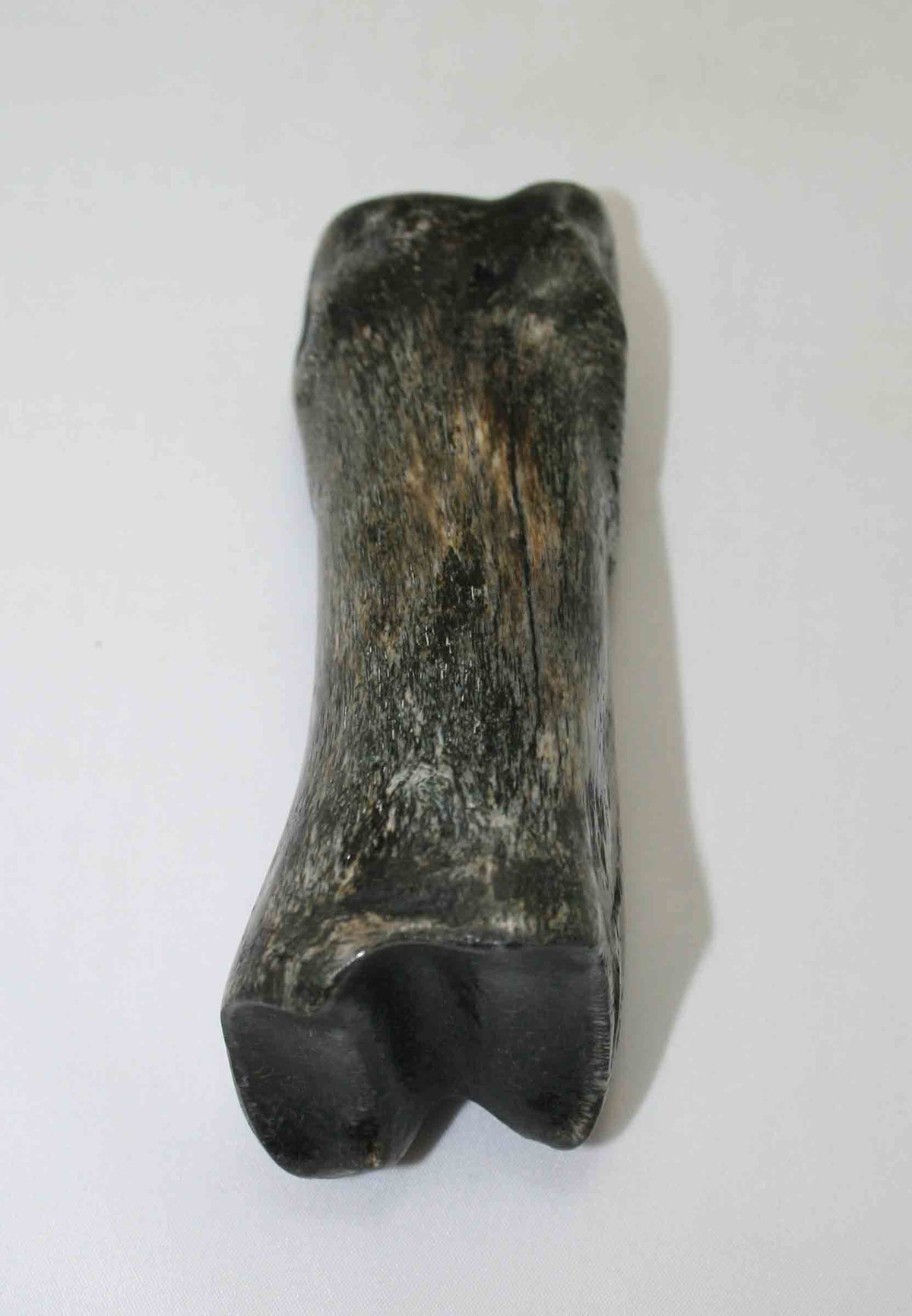 NB617JS7 Carpal Bone - Giraffe (large)