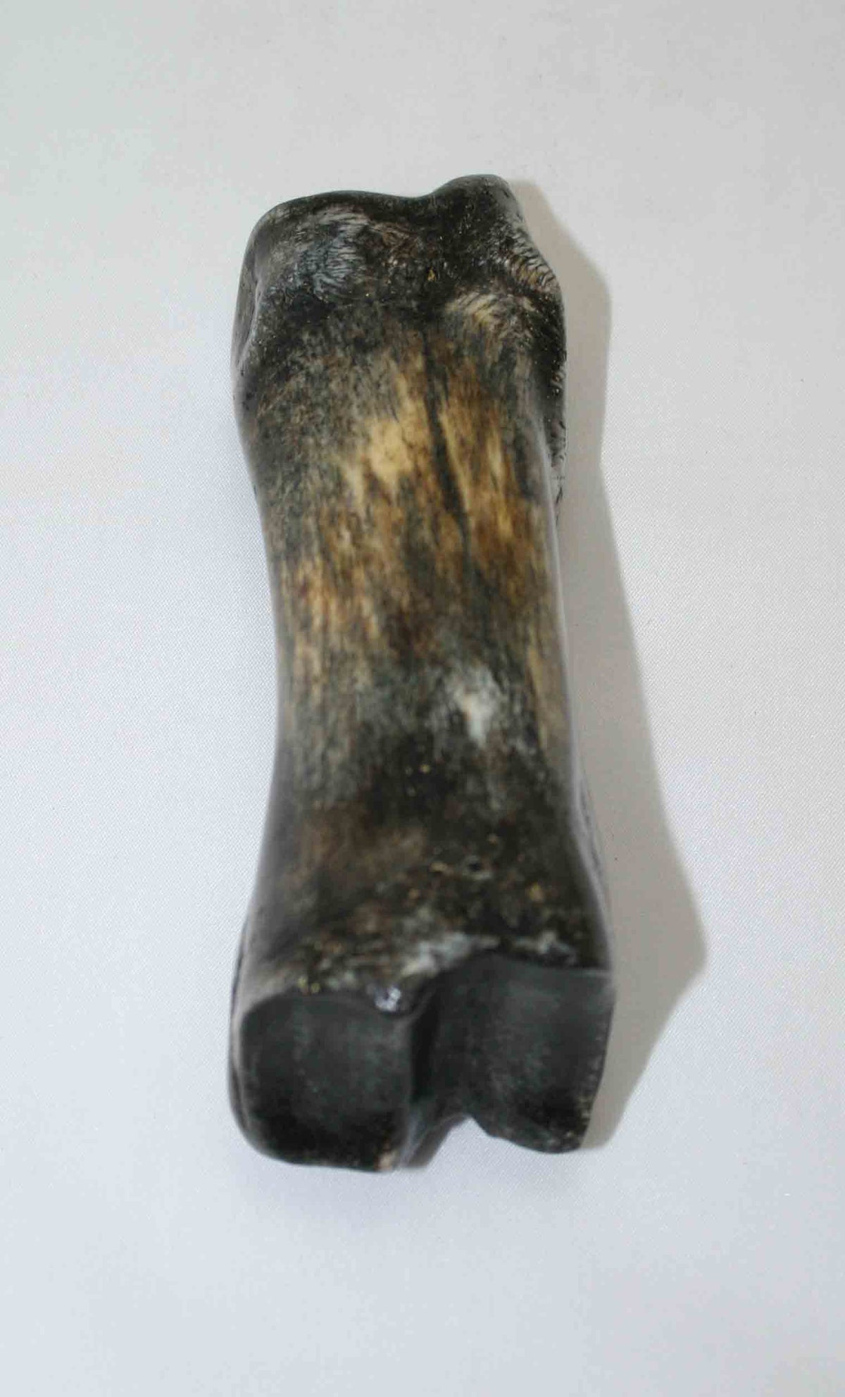 NB617JS11 Carpal Bone - Giraffe (large)