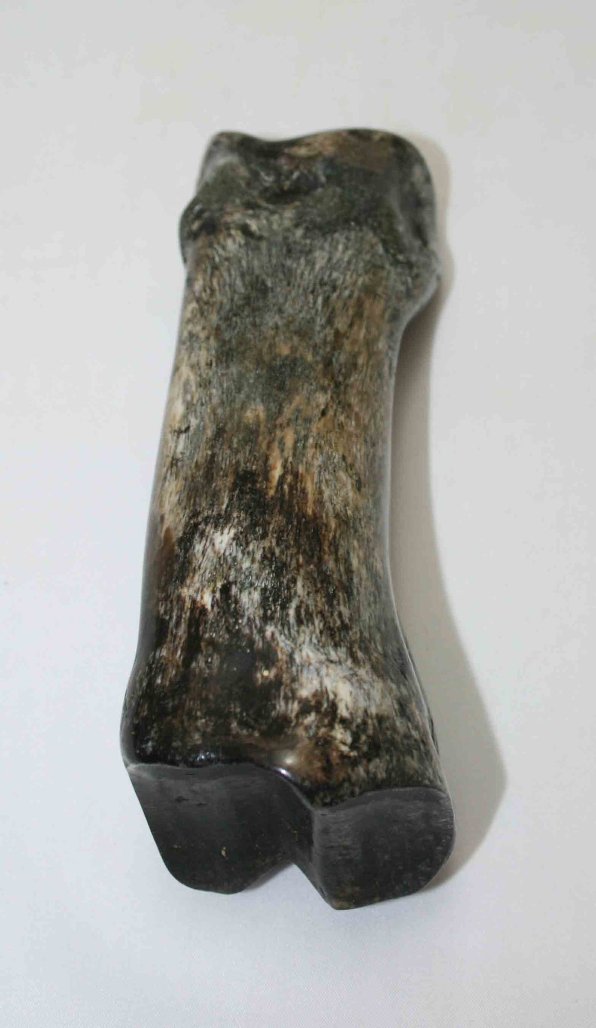 NB617JS13 Carpal Bone - Giraffe (large)