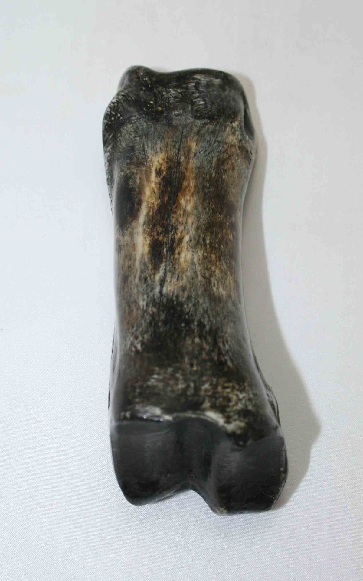 NB617JS15 Carpal Bone - Giraffe (large)