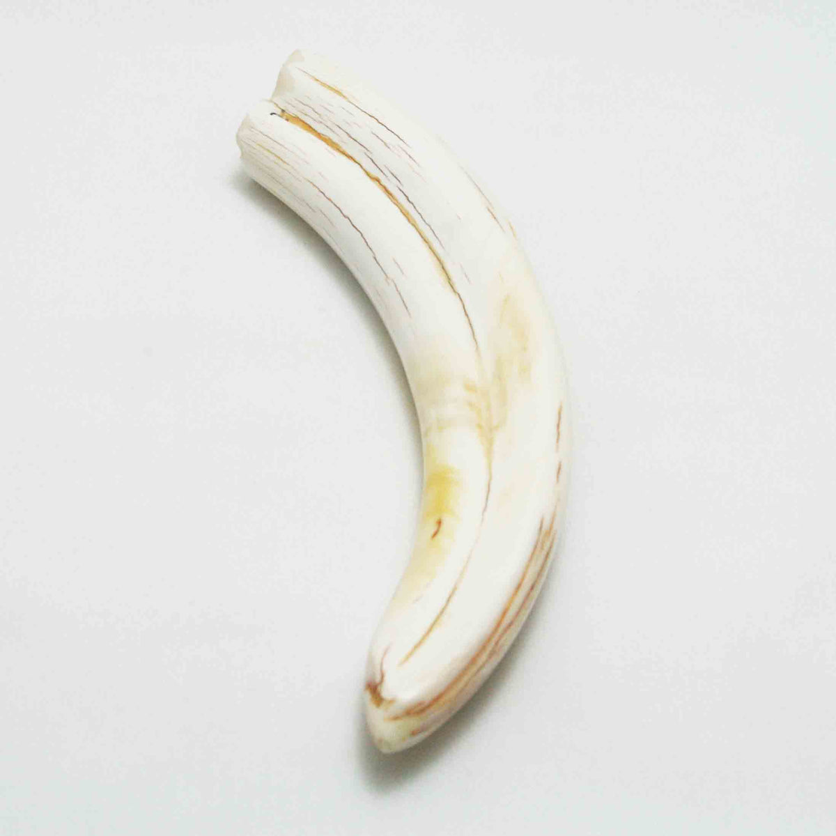 NB1701LG10 Warthog Tusk (Large)