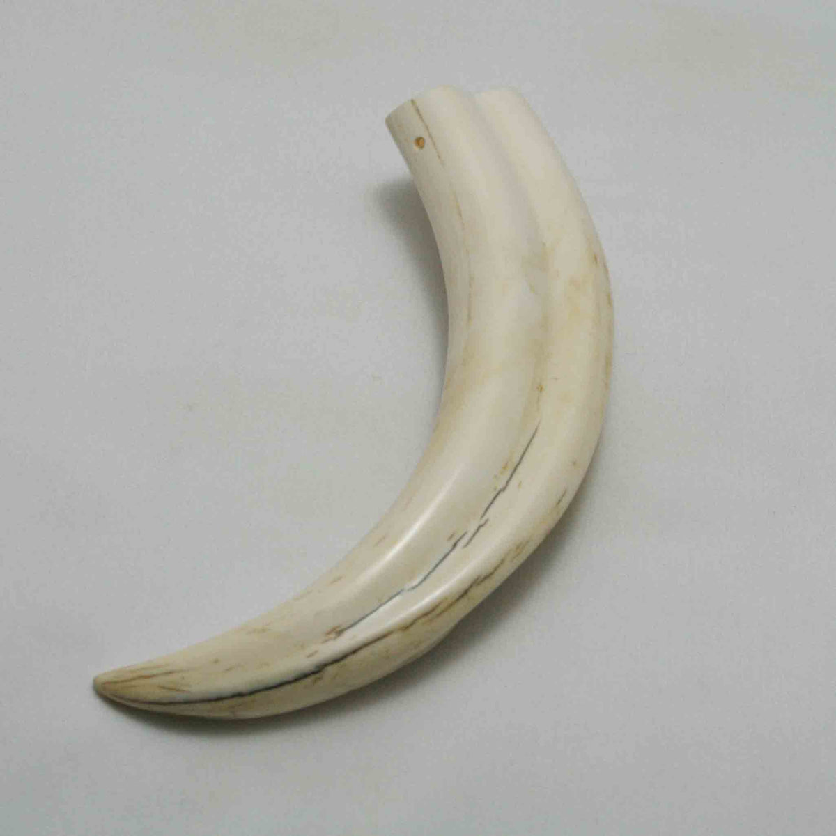 NB1701LG12 Warthog Tusk (Large)