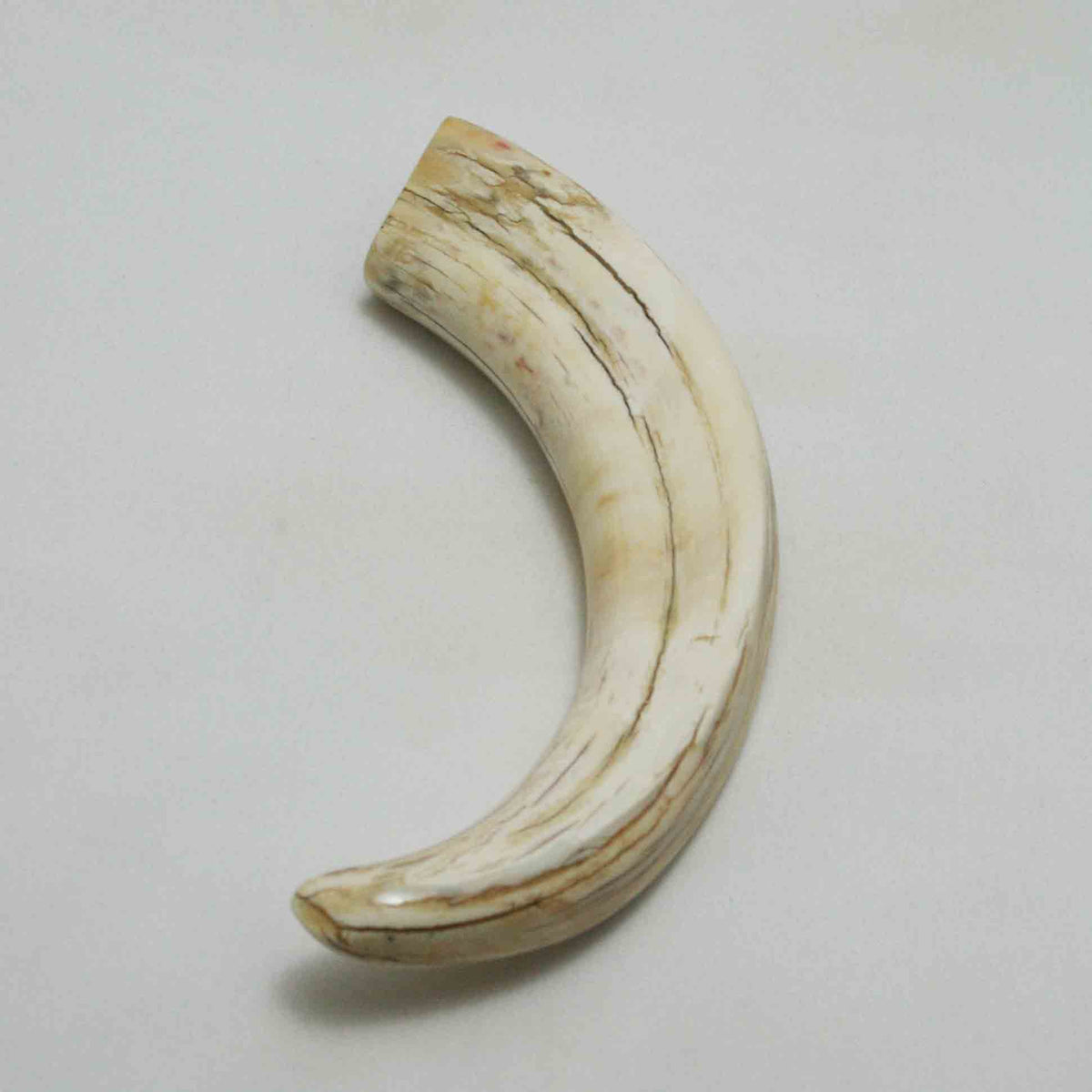 NB1701LG13 Warthog Tusk (Large)