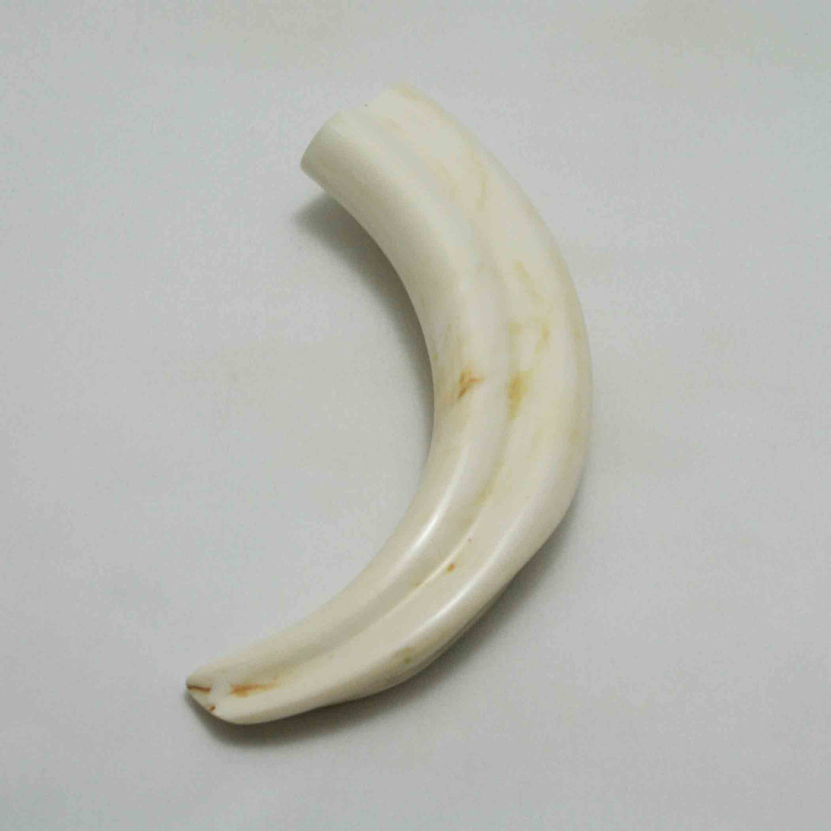 NB1701LG14 Warthog Tusk (Large)