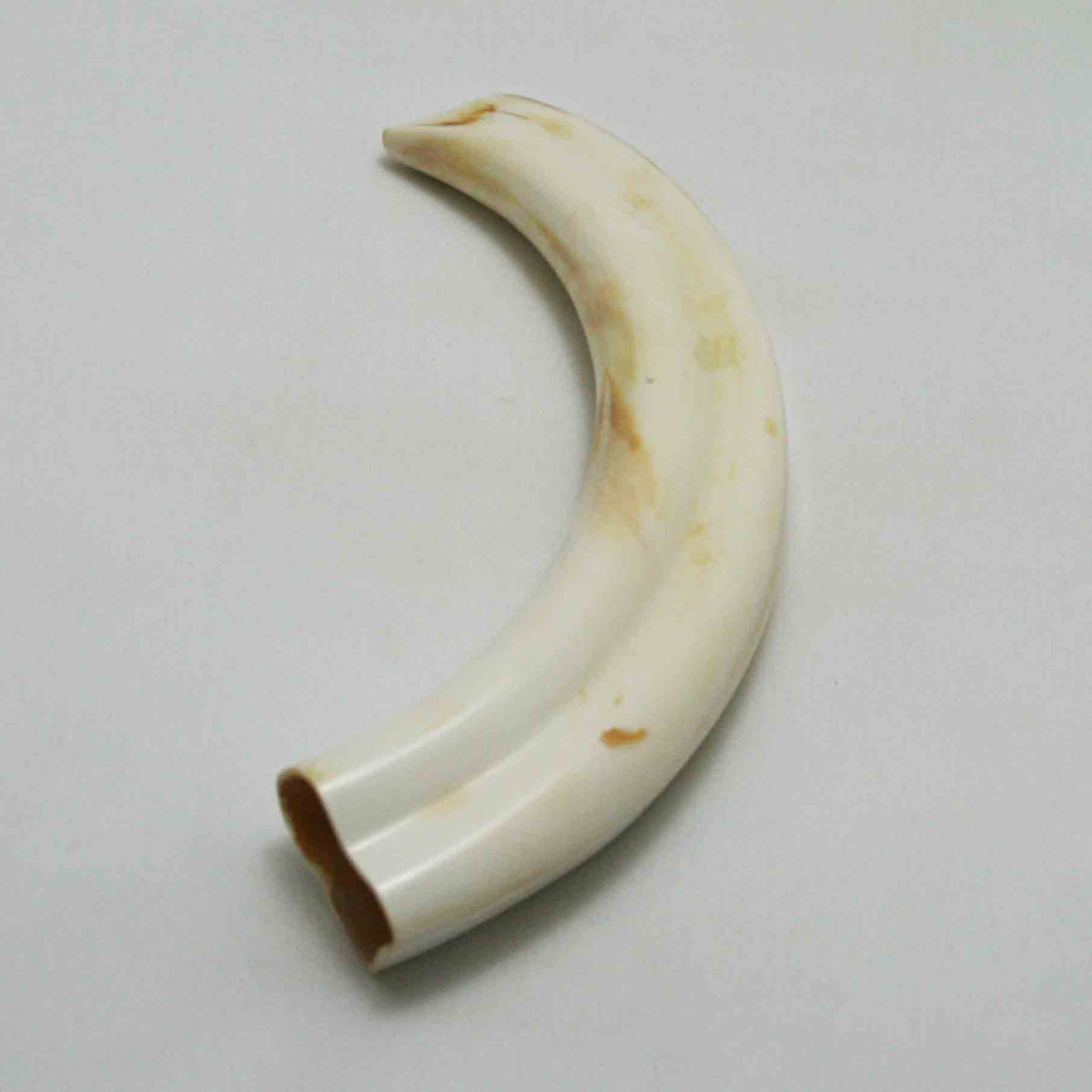 NB1701LG15 Warthog Tusk (Large)