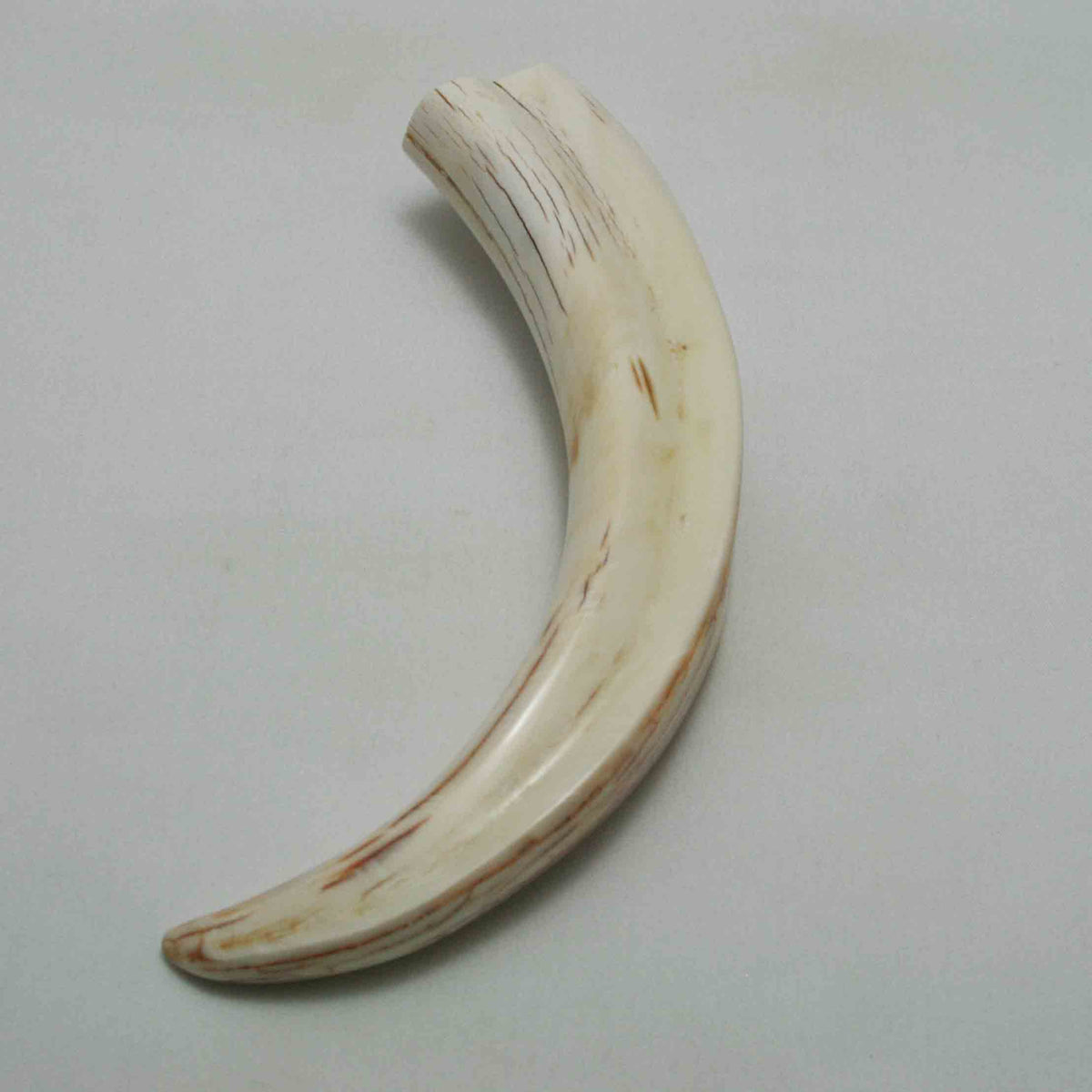 NB1701LG16 Warthog Tusk (Large)