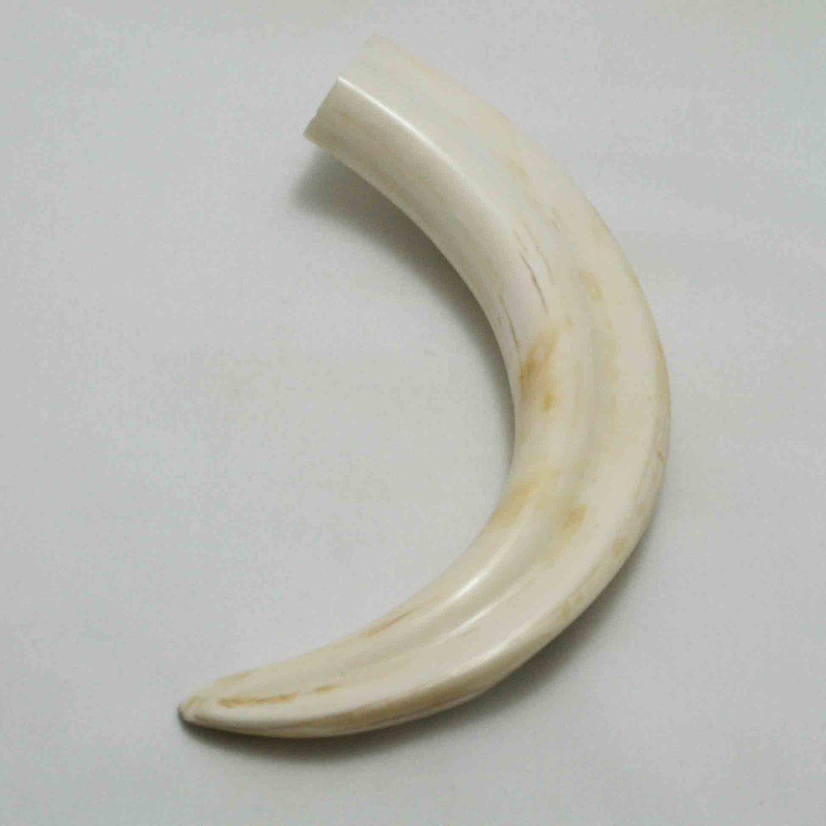 NB1701LG18 Warthog Tusk (Large)