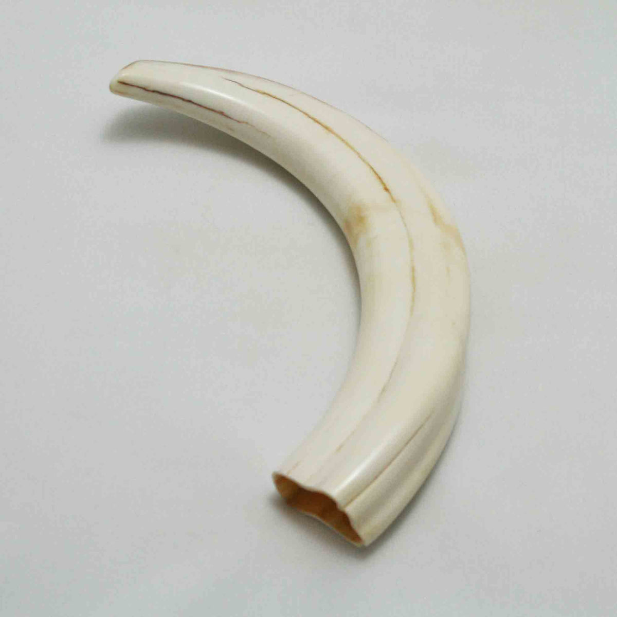 NB1701LG19 Warthog Tusk (Large)