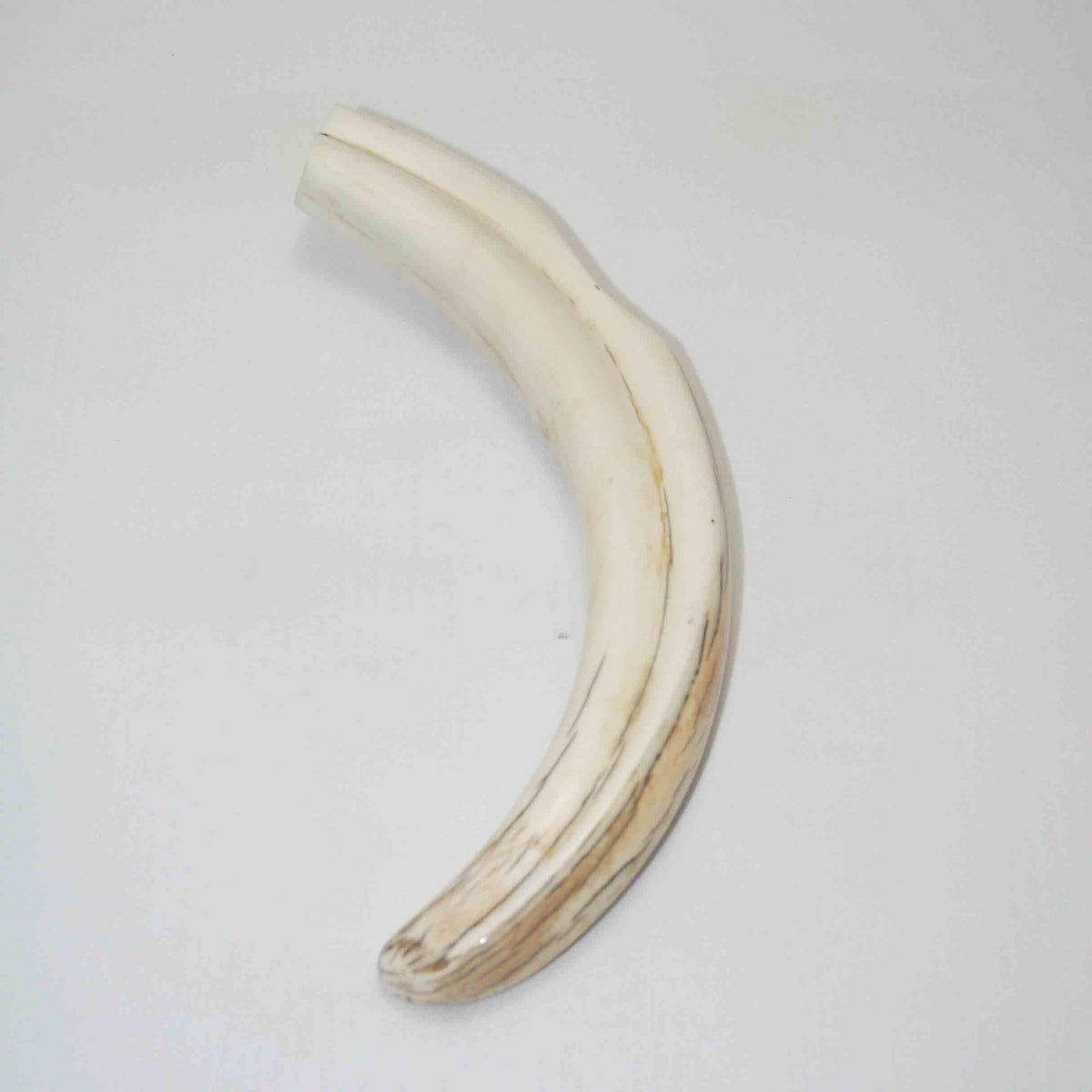 NB1701LG1 Warthog Tusk (Large)