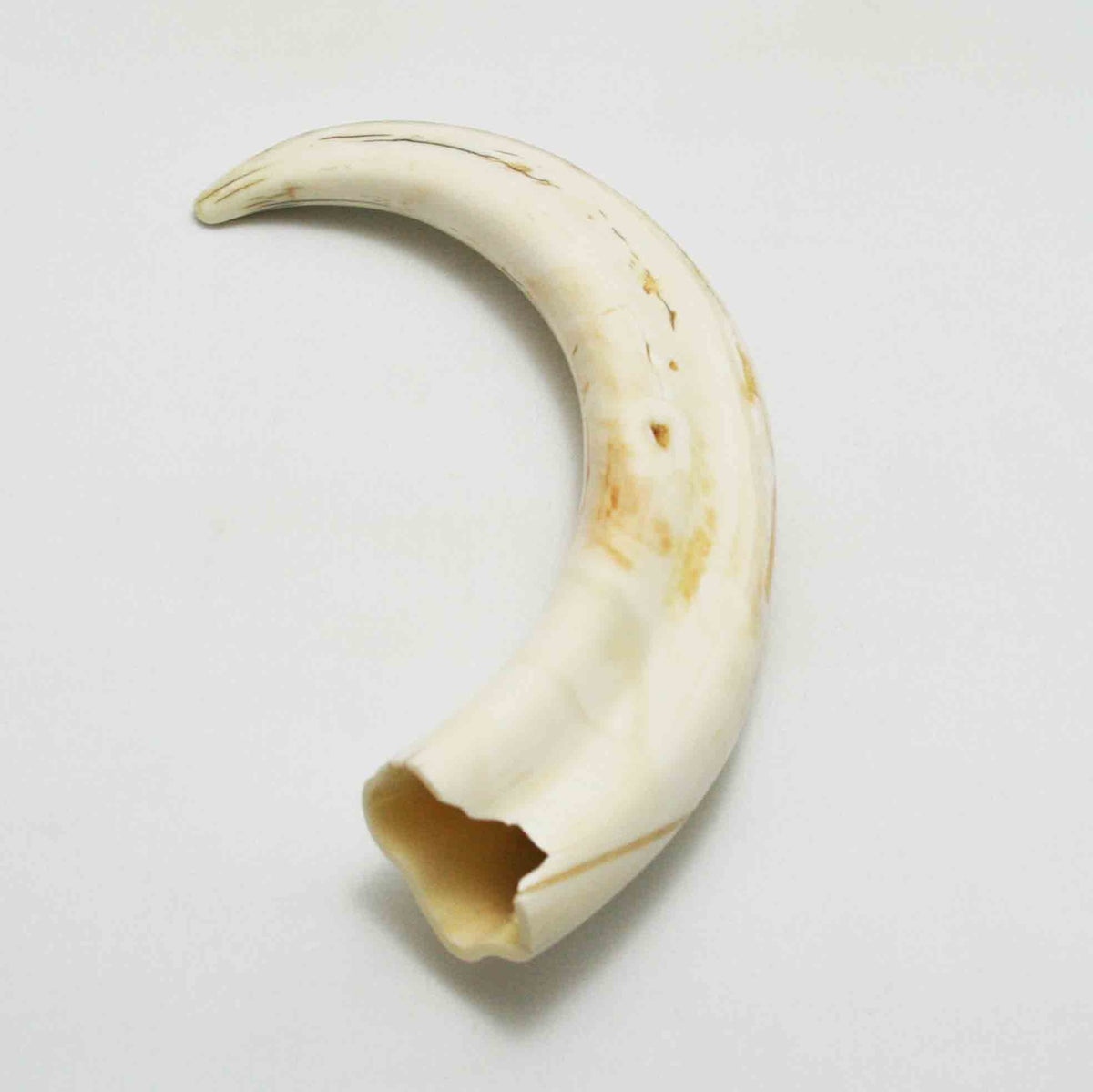 NB1701LG20 Warthog Tusk (Large)