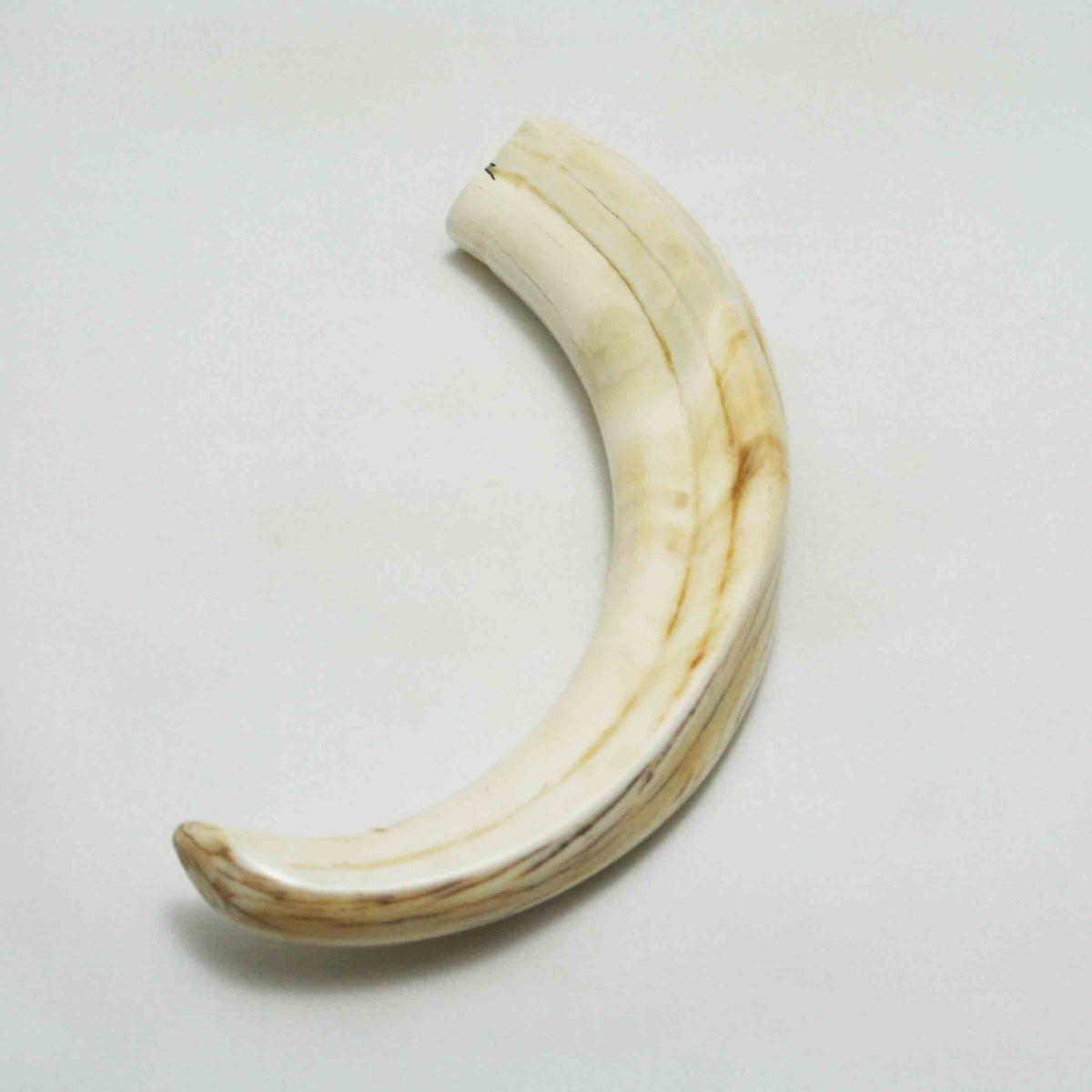 NB1701LG4 Warthog Tusk (Large)