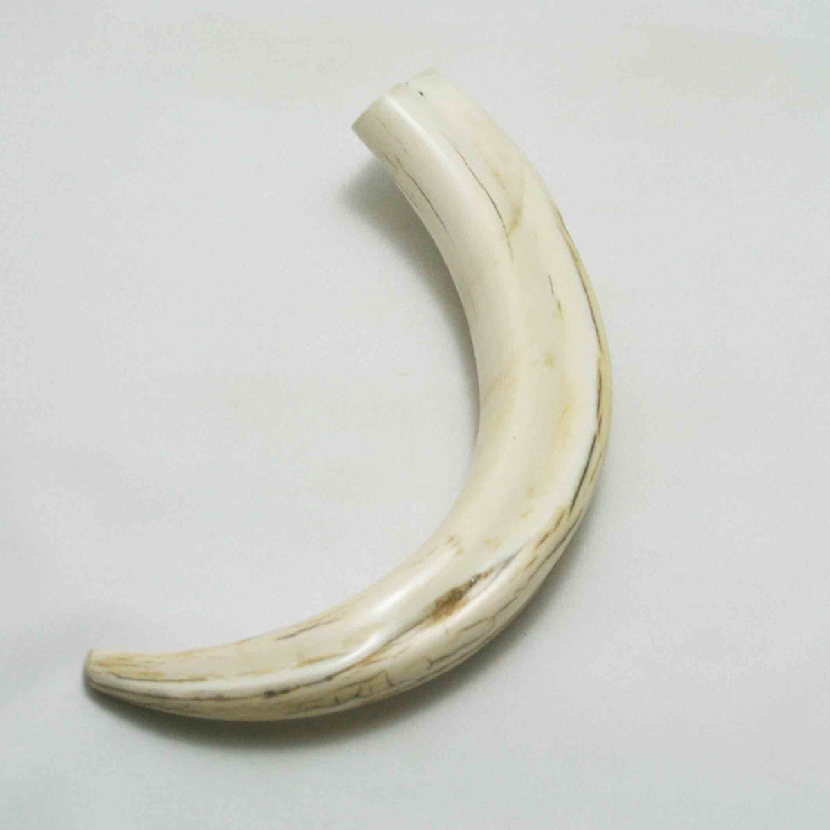 NB1701LG5 Warthog Tusk (Large)