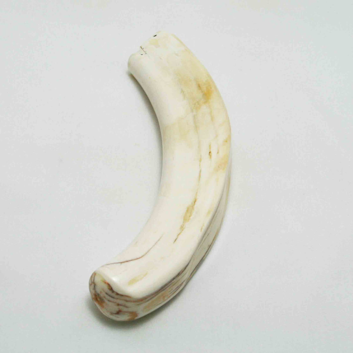 NB1701LG8 Warthog Tusk (Large)