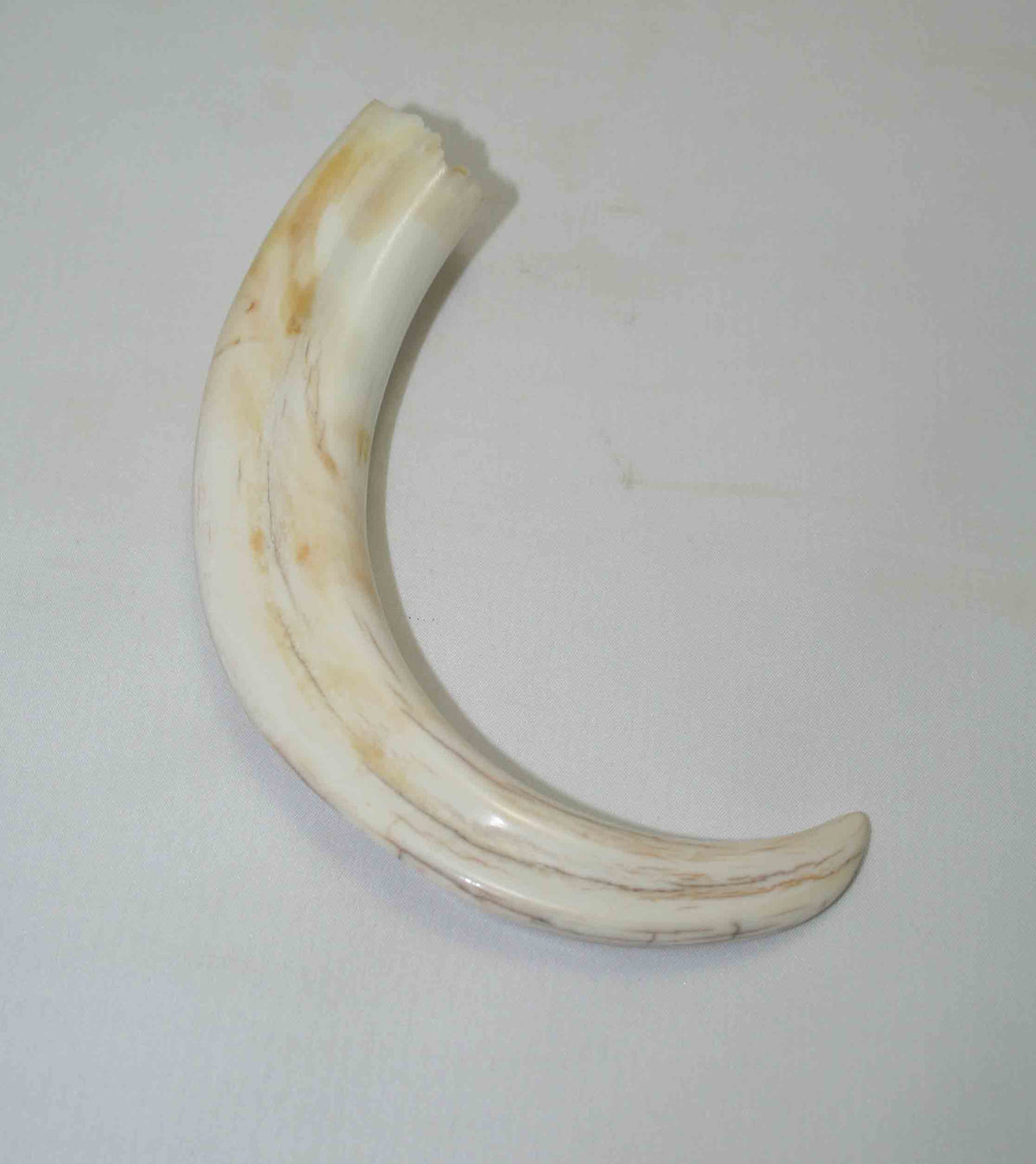 NB1701NA10 Warthog Tusk (Large) From point to top end 6.00" top end x 1.25"x 0.72"inch