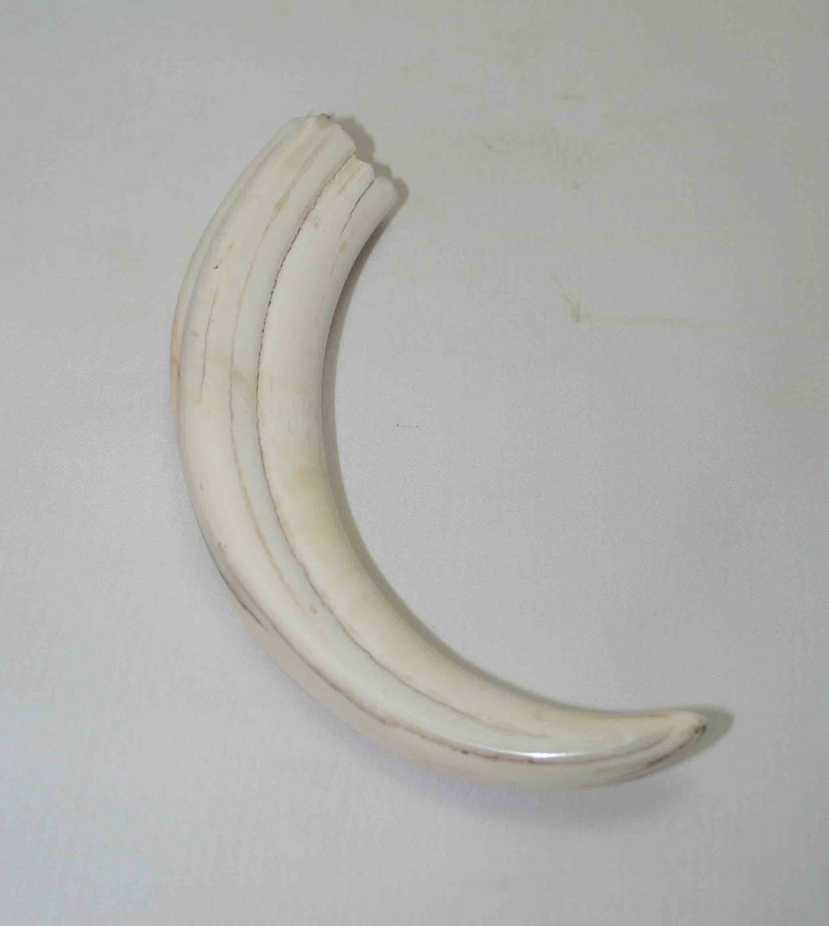 NB1701NA11 Warthog Tusk (Large) From point to top end 6.00" top end x 1.20"x 0.86"inch
