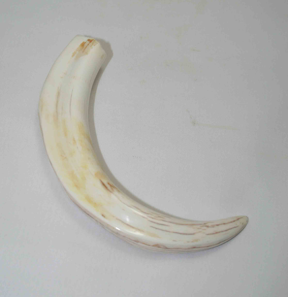 NB1701NA12 Warthog Tusk (Large) From point to top end 6.02" top end x 1.11"x 0.71"inch
