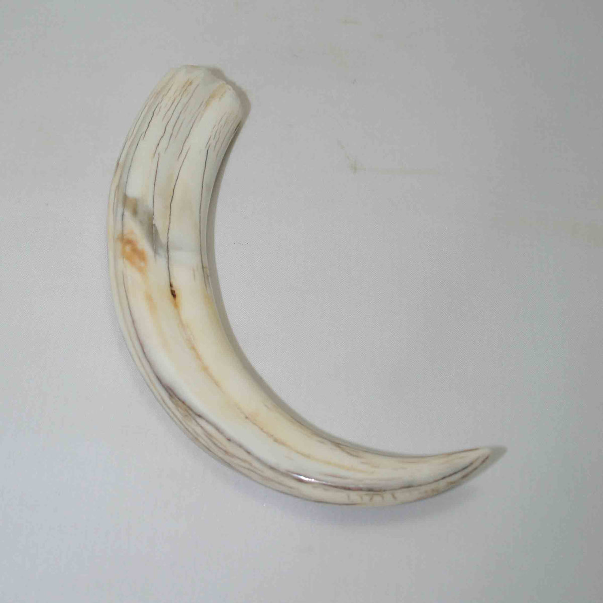 NB1701NA13 Warthog Tusk (Large) From point to top end 5.65" top end x 1.15"x 0.77"inch