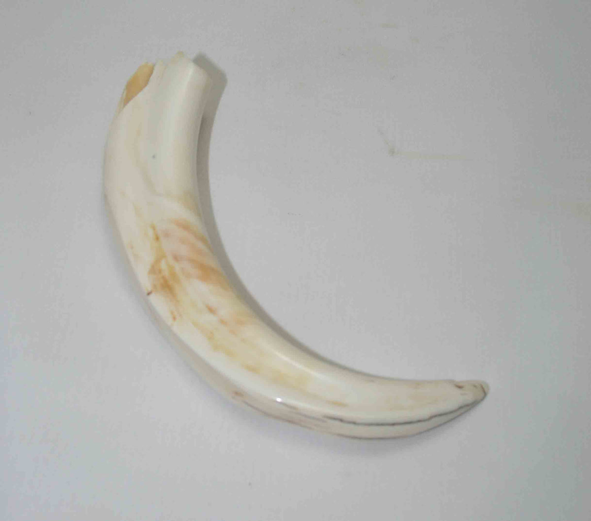 NB1701NA14 Warthog Tusk (Large) From point to top end 6.00" top end x 1.36"x 0.81"inch