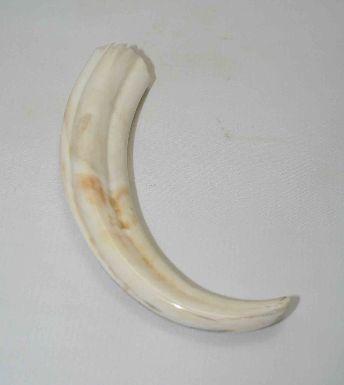 NB1701NA15 Warthog Tusk (Large) From point to top end 5.85" top end x 1.28"x 0.91"inch