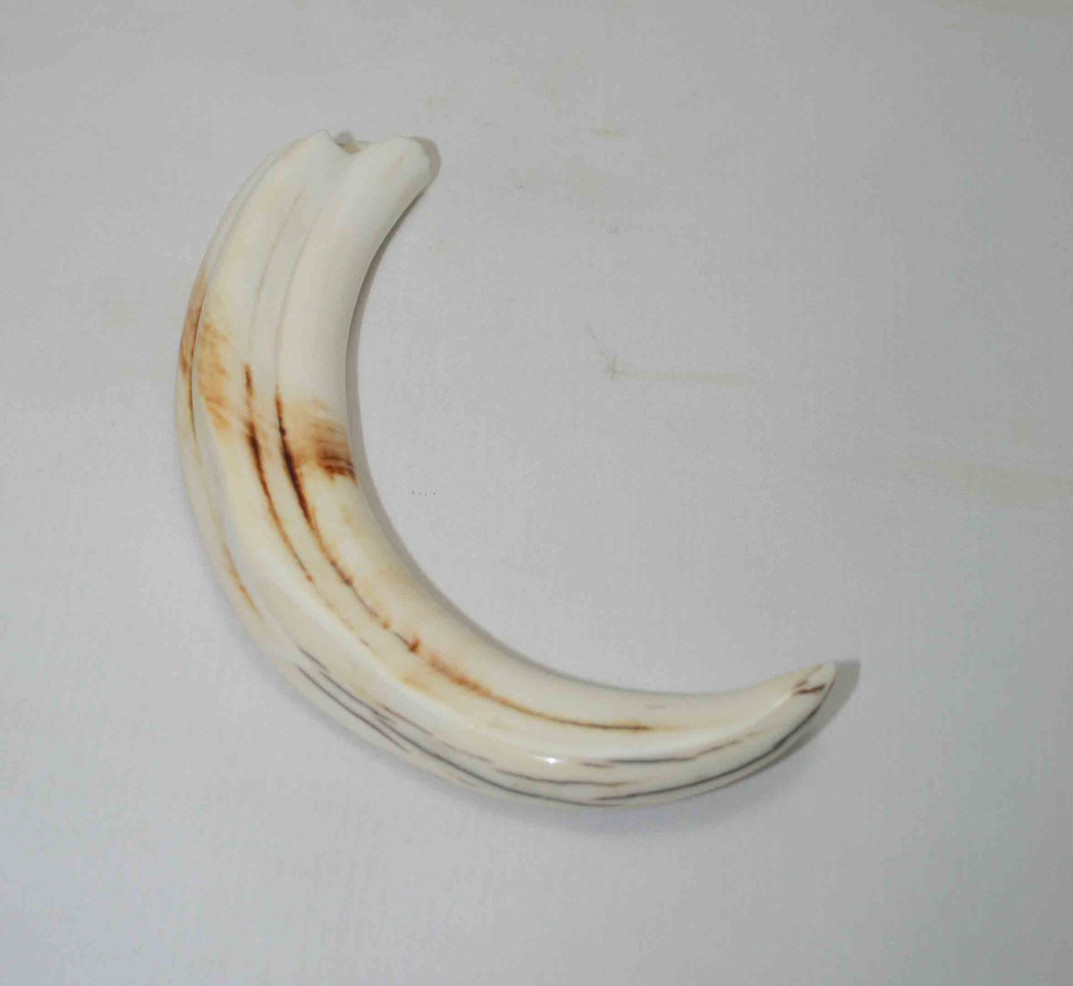 NB1701NA16 Warthog Tusk (Large) From point to top end 5.92" top end x 1.16"x 0.85"inch