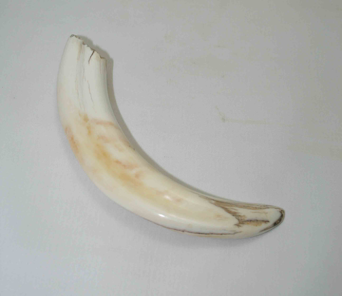 NB1701NA17 Warthog Tusk (Large) From point to top end 6.05" top end x 1.29"x 0.83"inch
