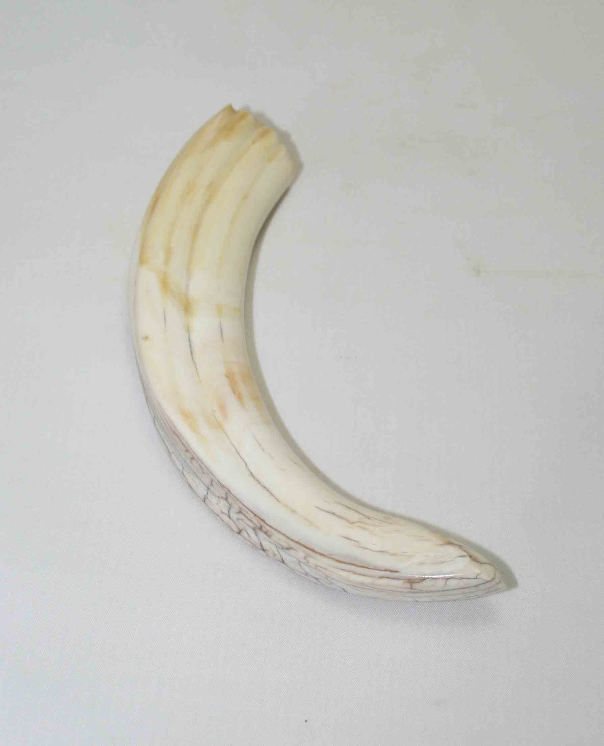NB1701NA18 Warthog Tusk (Large) From point to top end 5.79" top end x 1.19"x 0.81"inch