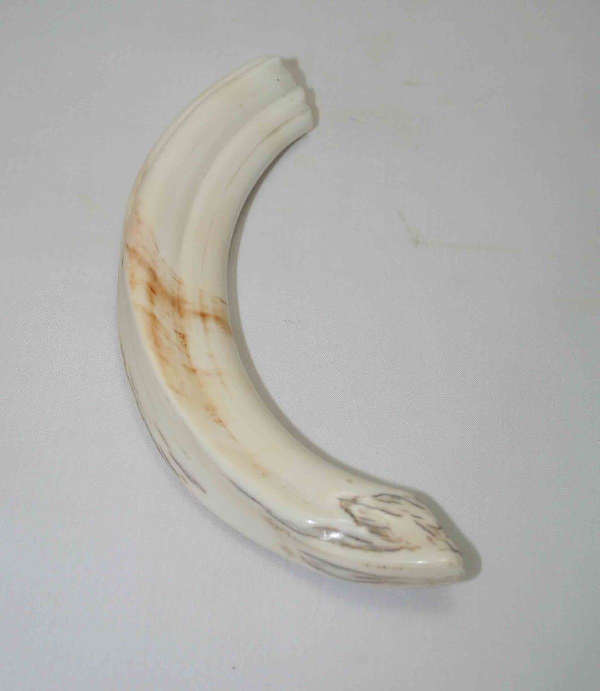 NB1701NA19 Warthog Tusk (Large) From point to top end 6.00" top end x 1.10"x 0.74"inch