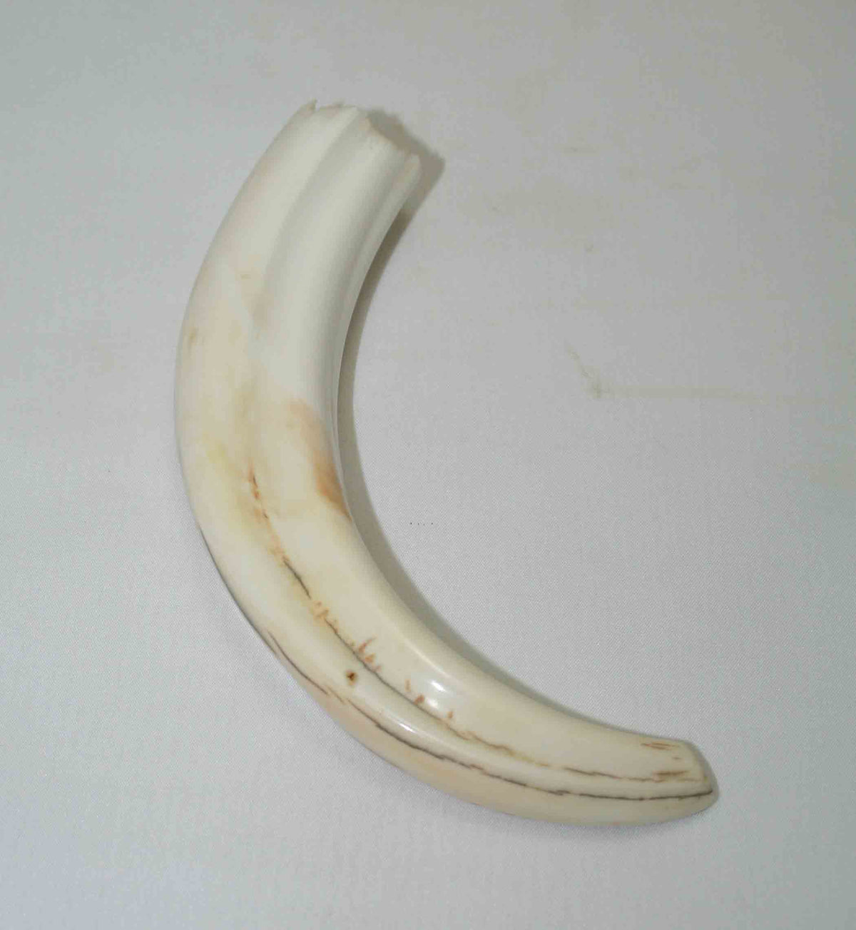 NB1701NA1 Warthog Tusk (Large) From point to top end 6.01" top end x 1.28"x 0.78"inch