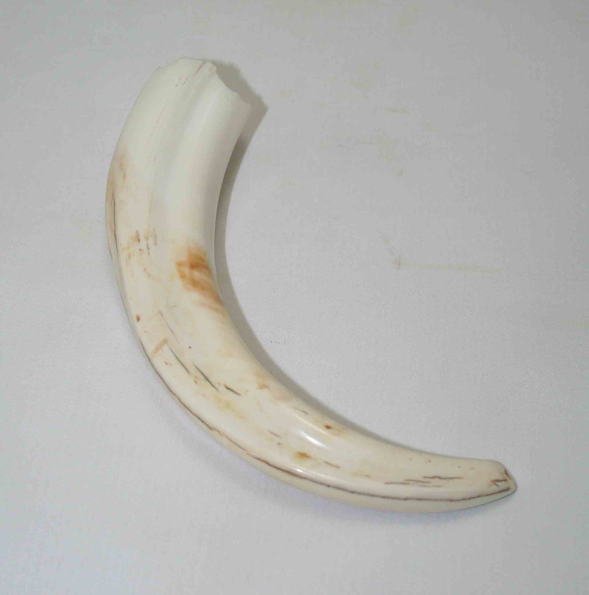 NB1701NA20 Warthog Tusk (Large) From point to top end 6.01" top end x 1.46"x 0.85"inch