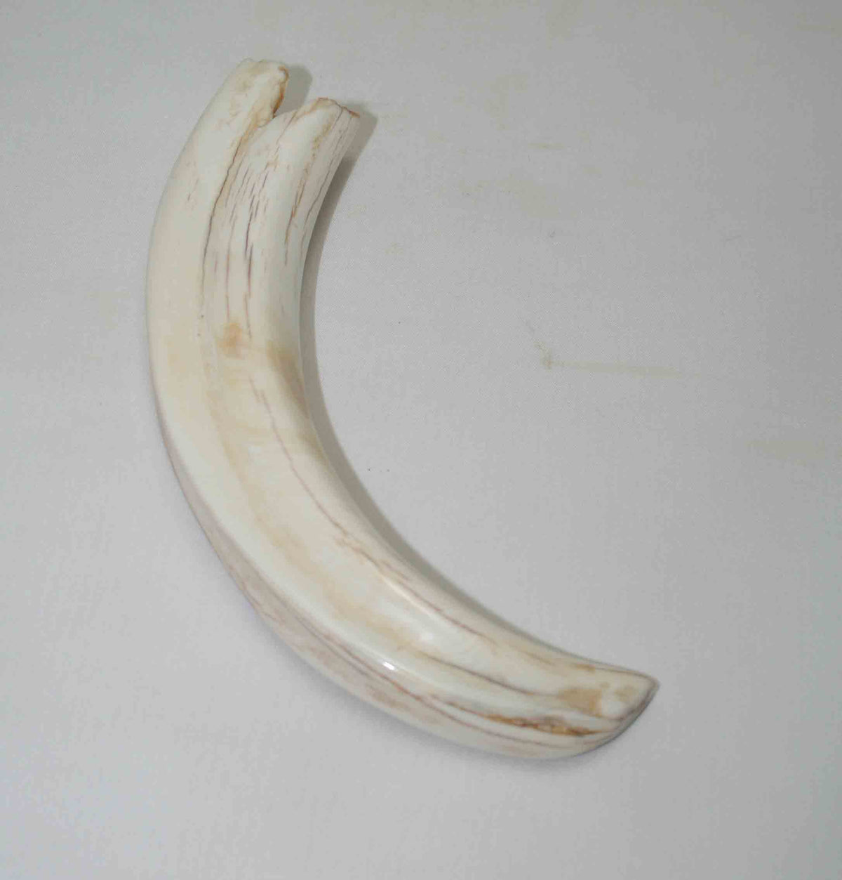 NB1701NA21 Warthog Tusk (Large) From point to top end 6.10" top end x 1.34"x 0.88"inch