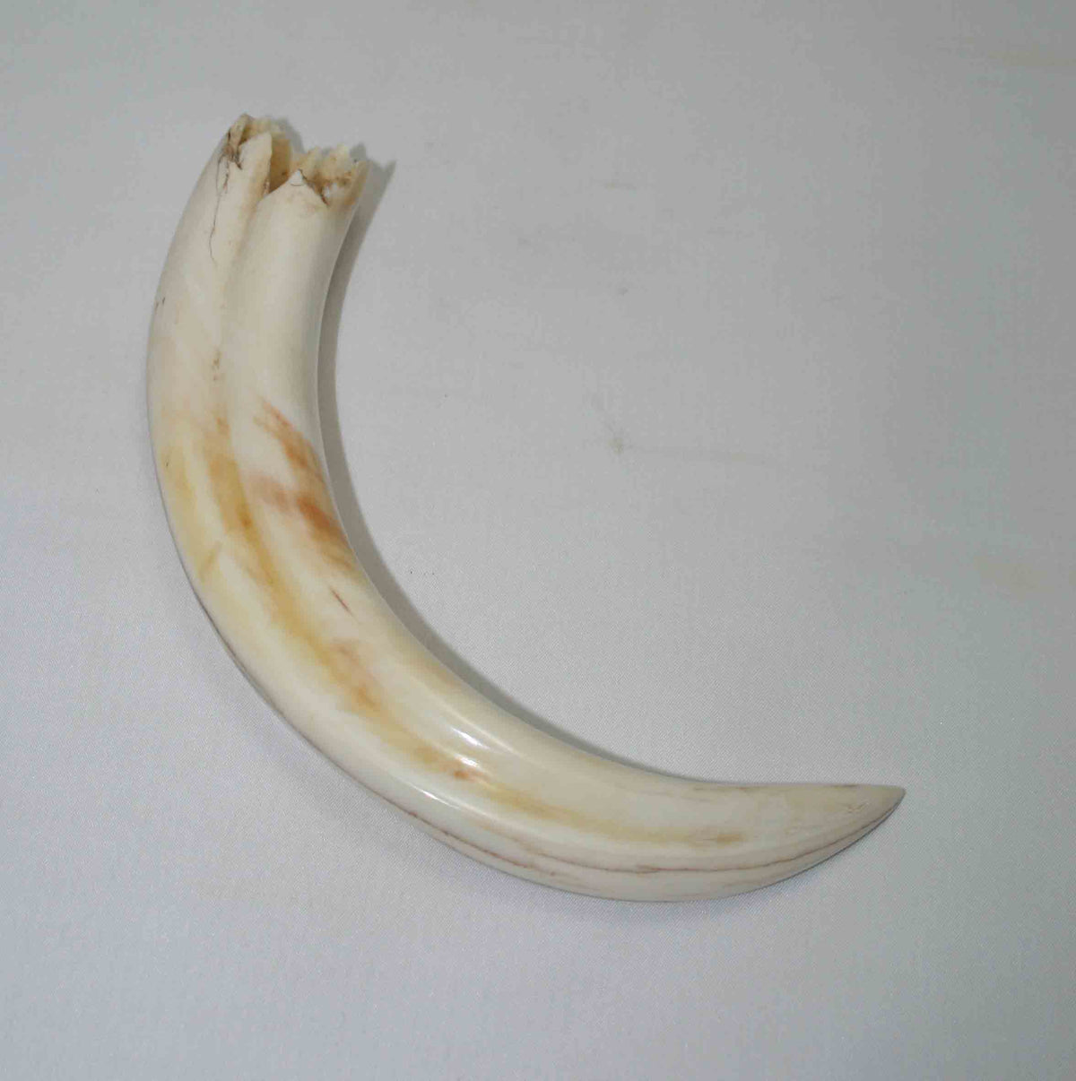 NB1701NA22 Warthog Tusk (Large) From point to top end 6.16" top end x 1.25"x 0.92"inch
