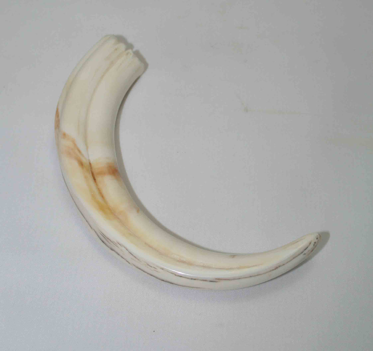 NB1701NA23 Warthog Tusk (Large) From point to top end 6.00" top end x 1.26"x 0.83"inch