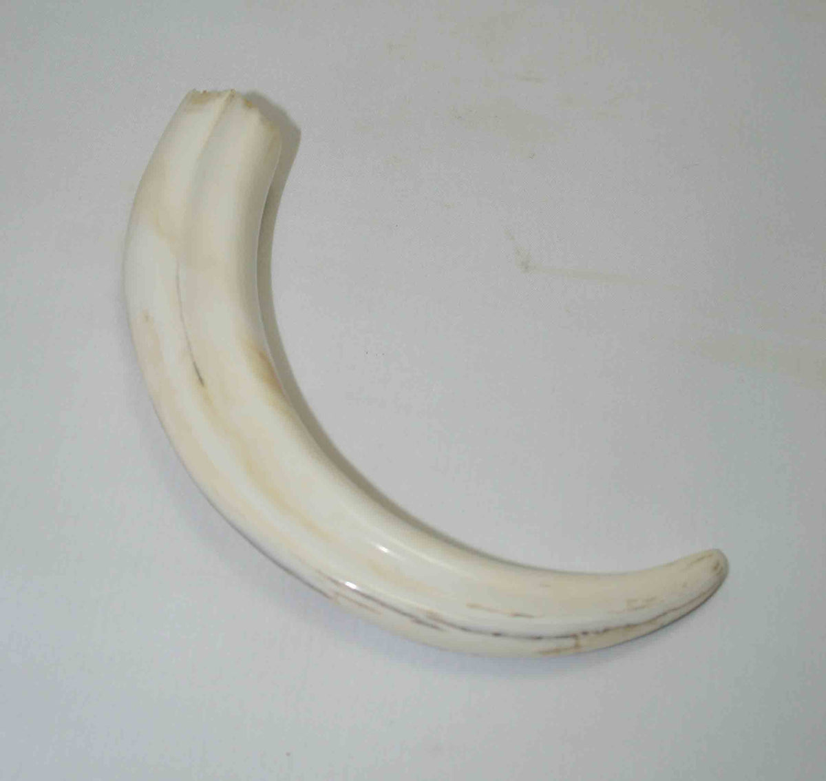 NB1701NA24 Warthog Tusk (Large) From point to top end 6.00" top end x 1.23"x 0.82"inch