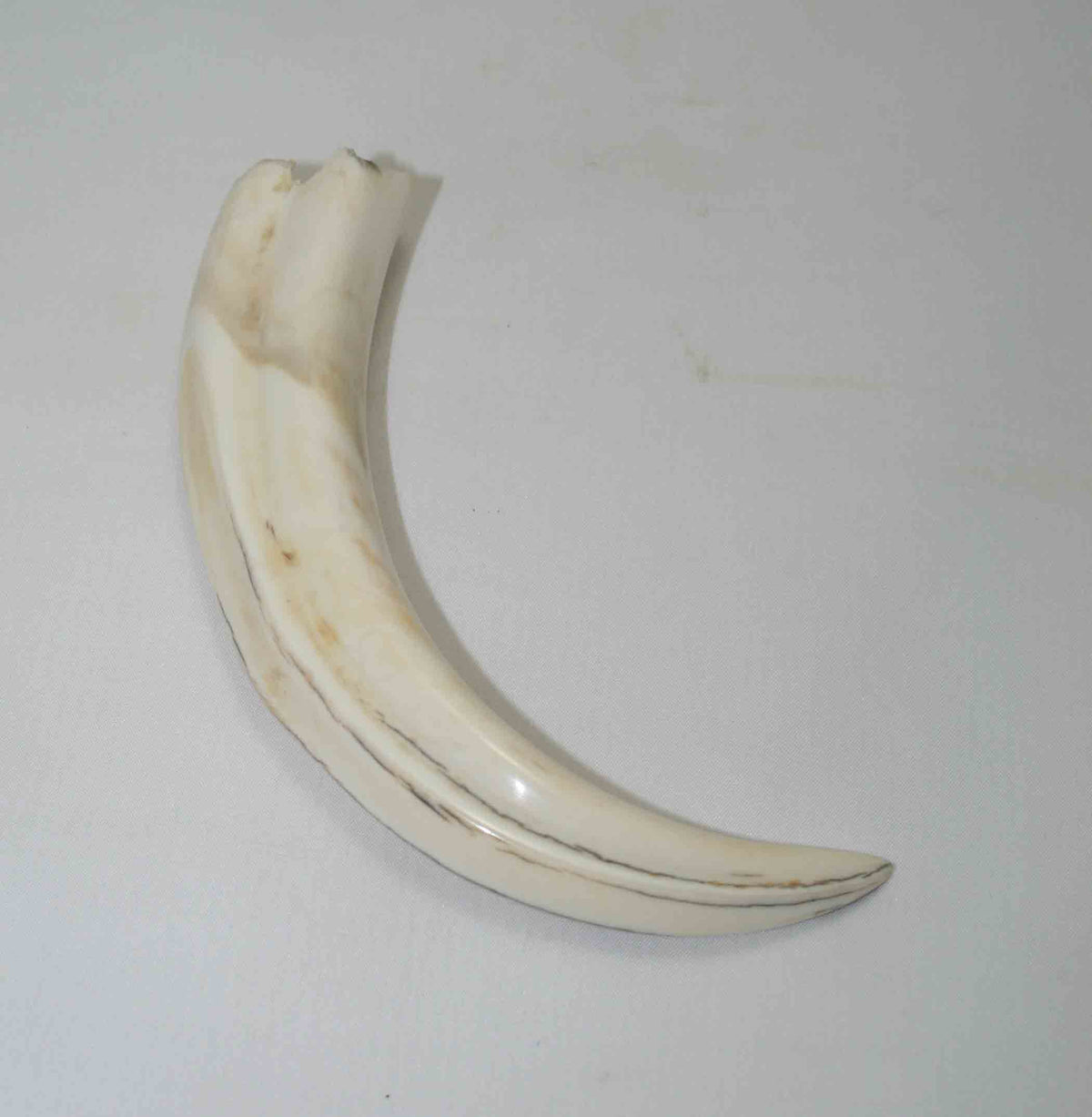 NB1701NA25 Warthog Tusk (Large) Size: From point to top end 5.93" top end x 1.29"x 0.93"inch