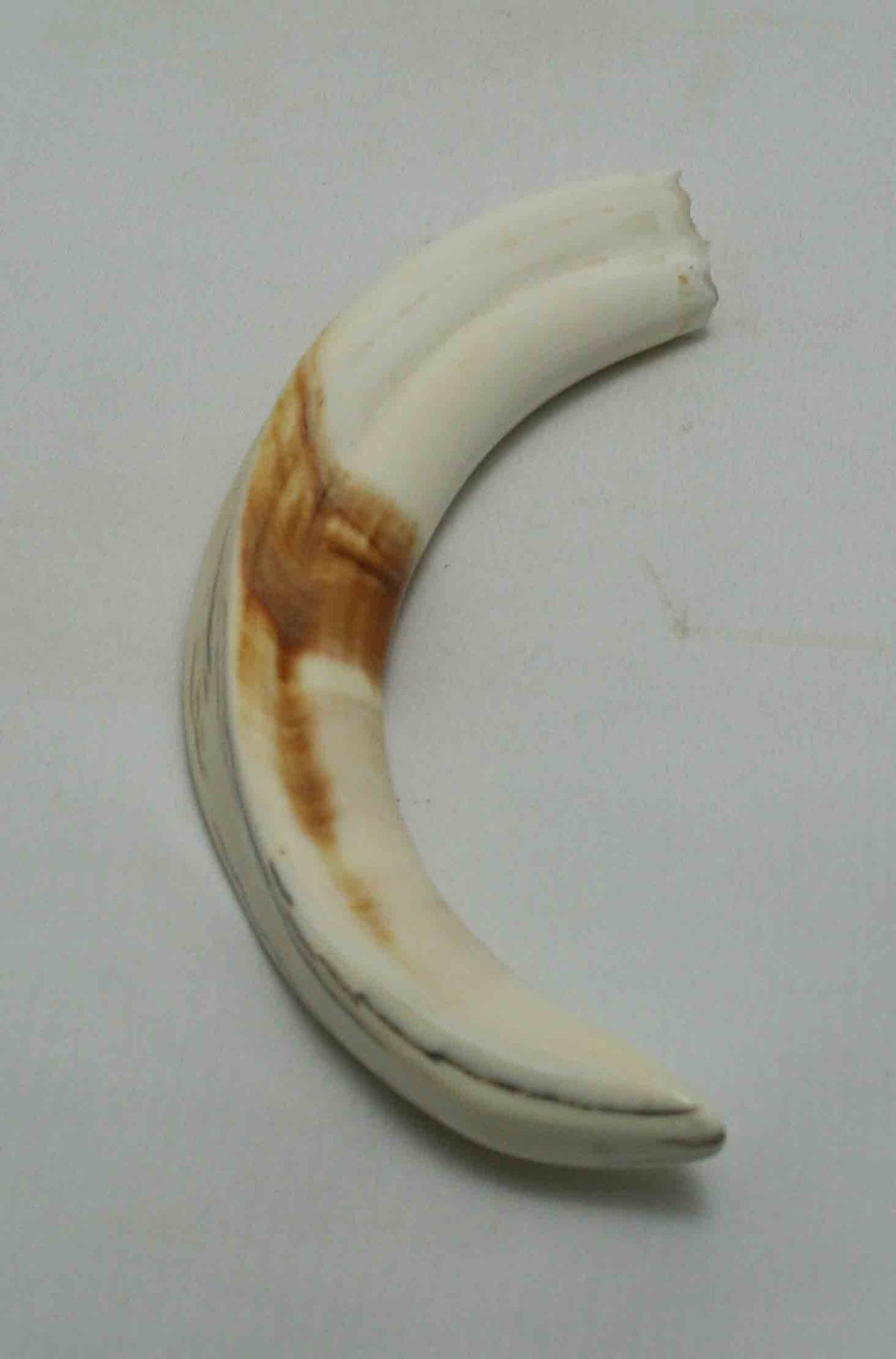NB1701NA26 Warthog Tusk (Large) From point to top end 5.80" top end x 1.08"x 0.75"inch