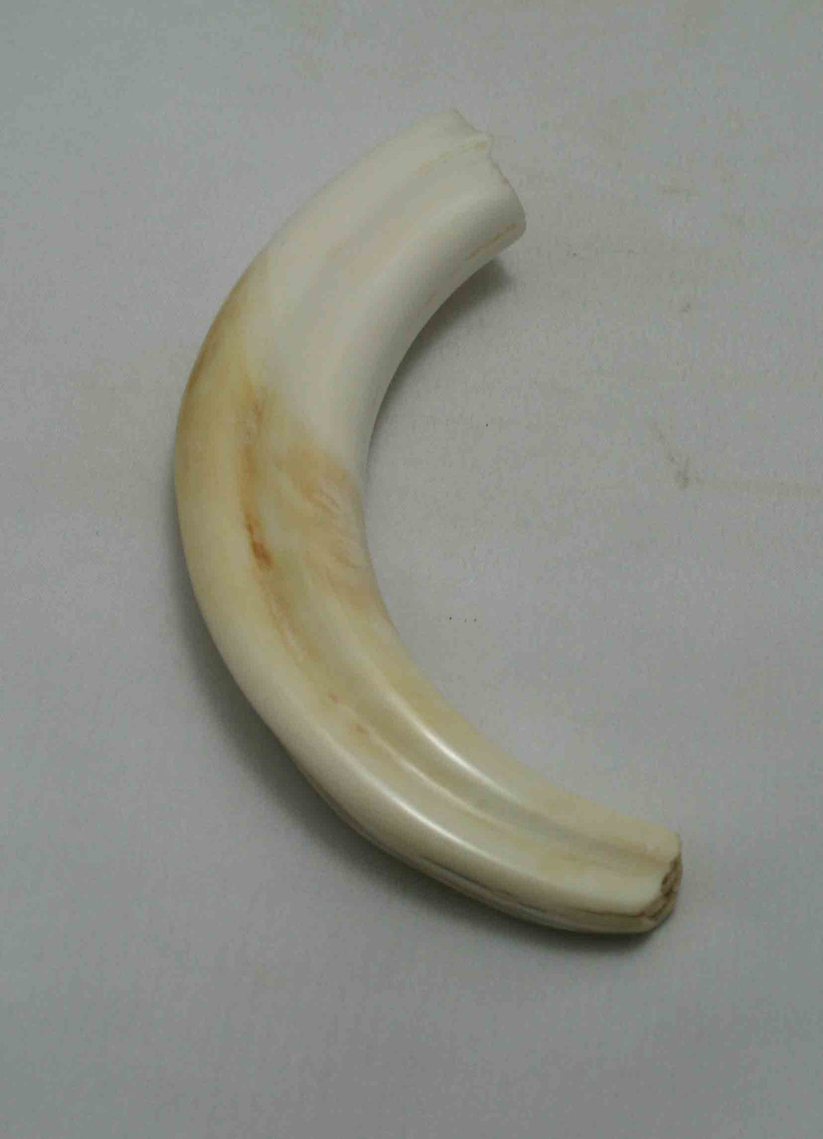 NB1701NA28 Warthog Tusk (Large) From point to top end (not over bend) 5.58" top end x 1.23"x 0.85"inch