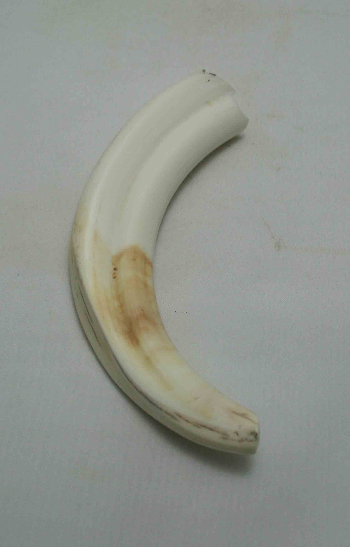 NB1701NA29 Warthog Tusk (Large) From point to top end (not over bend) 5.99" top end x 1.24"x 0.83"inch