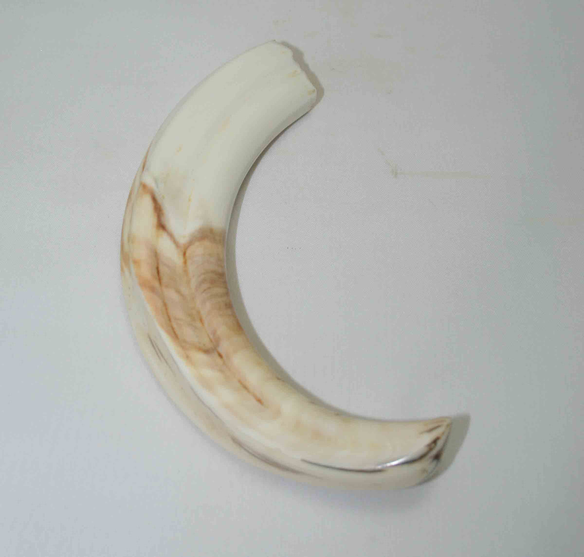 NB1701NA2 Warthog Tusk (Large) From point to top end 6.41" top end x 1.30"x 0.83"inch