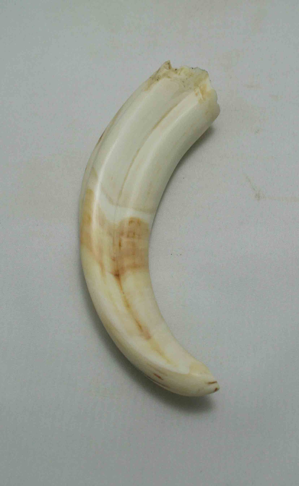 NB1701NA30 Warthog Tusk (Large) From point to top end (not over bend) 5.34" top end x 1.40"x 0.88"inch