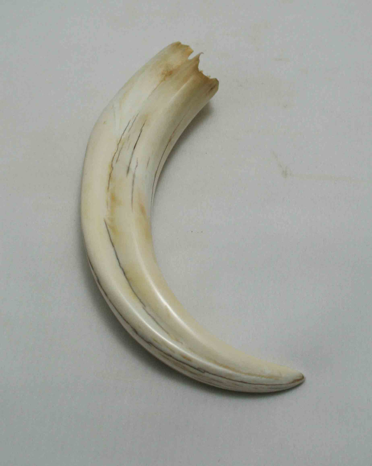 NB1701NA31 Warthog Tusk (Large) From point to top end (not over bend) 5.87" top end x 1.25"x 0.86"inch