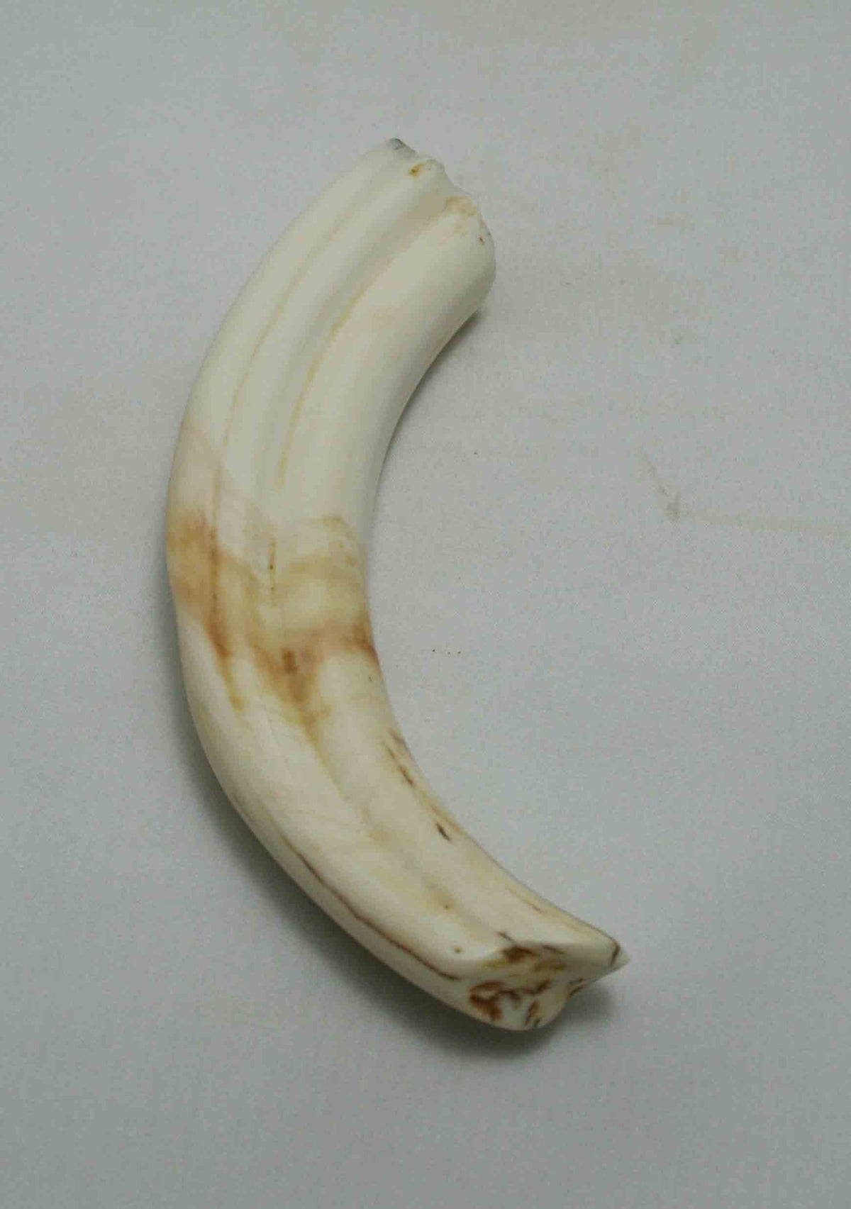 NB1701NA32 Warthog Tusk (Large) From point to top end (not over bend) 5.78" top end x 1.33"x 0.86"inch